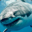 TheGucciShark