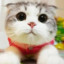 chubby