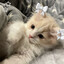 ෆkitten☆zZz