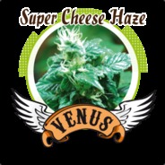 CheeezHaze