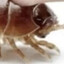 Shrimpling