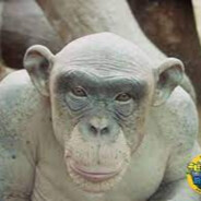 RizitosChimpanzón
