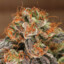 Orange Haze