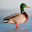 Quackinator17