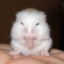 hampteri