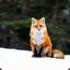 Red_Fox1307