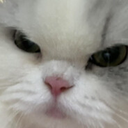 撒浪嘿我是烤鱼片咪咪