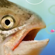 avatar Lachs