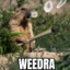 WeeDra420