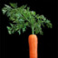 Canadian_Carrot