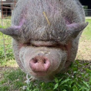 Pig With Comedic Appearance