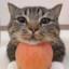 cat with an apple