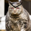 Catgamingyoutube