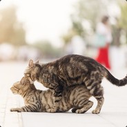 鹰潭种猫吴浩文