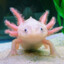 Axolotl