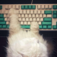 布丁皮蛋有猫病