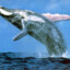 I&#039;m A Big Whale