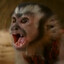 (D)Monkey