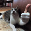 catmeat