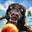 DOGWPER