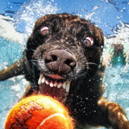 DOGWPER