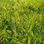 Grassass