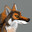 Iberian Wolf