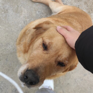 爱画饼的美羊羊