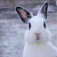 larrysrabbit