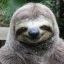 [DSM]Sloths#.ohai