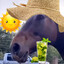 Summer Horse