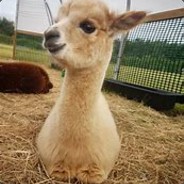 Lil Alpaca