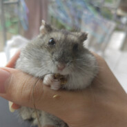 来一口元素周期表