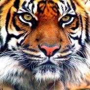 Tony The Tiger