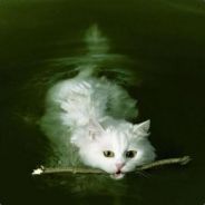 Roderick McBallkicker - steam id 76561197964470595