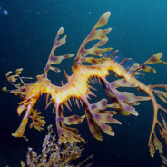 Leafy Seadragon