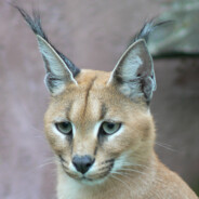 Caracal