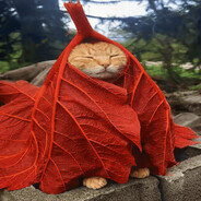 salad cat