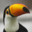 le toucan
