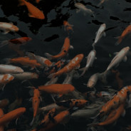 猛踹瘸子那条好腿