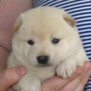 YUNG RXBXT EZ D3TX2 KLVN