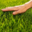 Grass touching enjoyer