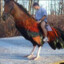 Horse Cock