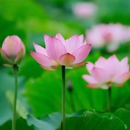 蜜雪冰城甜蜜蜜