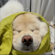 举起锅来发呀的吼