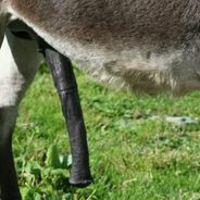 ХуйКоняСвятогора