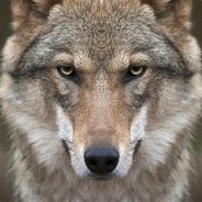 colorwolf avatar