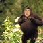 Schimpanzki