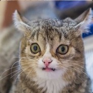 дикий кот
