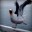 Seagulls